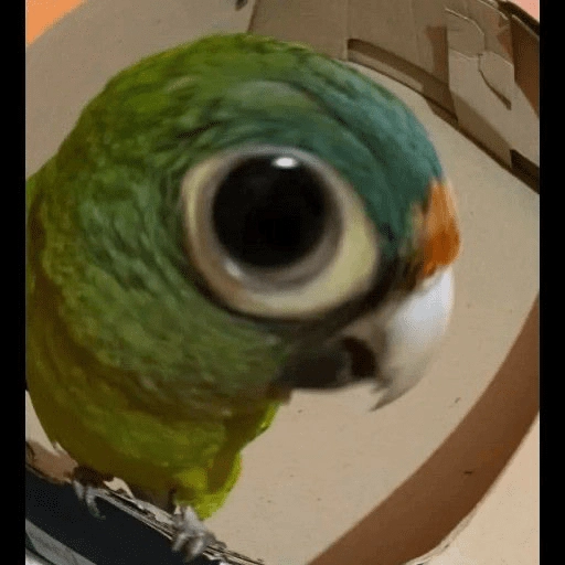 Cute GIF